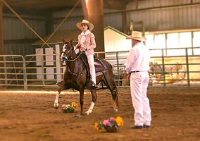 Sold (Peruvian Horse, Mare) in Charlottesville, VA