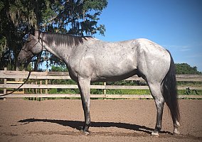 Quarter Horse - Horse for Sale in Longwood, FL 32750
