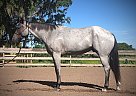 Quarter Horse - Horse for Sale in Longwood, FL 32750 Quarter Horse - Horse for Sale in Longwood, FL 32750