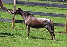 Miniature Appaloosa Mare Camilla