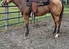 Quarter Horse - Horse for Sale in Clarendon, NC 28432 Quarter Horse - Horse for Sale in Clarendon, NC 28432
