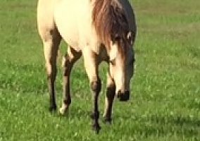 Quarter Horse (Quarter Horse, Stallion) in Clarendon, NC
