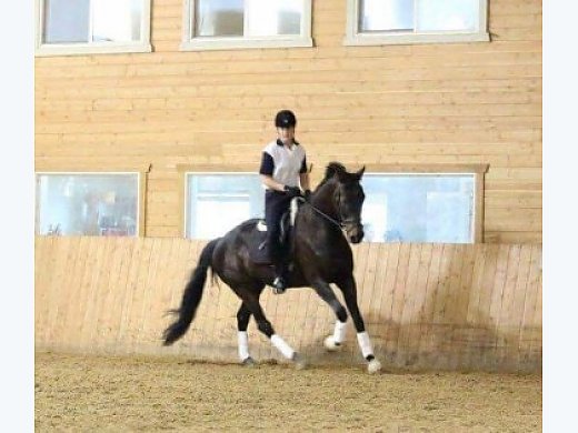 2003 16.3h CWD Gelding