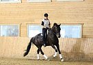 Warmblood - Horse for Sale in Kamloops, BC V2C 6t