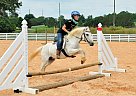 Welsh Pony- Loves To Jump! Welsh Pony Mare