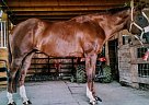 Big All Around Mare For Sale Appaloosa Mare
