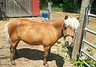 Miniature - Horse for Sale in Brackney, PA 18812 Miniature - Horse for Sale in Brackney, PA 18812