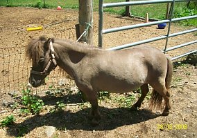 Miniature Horse (Miniature Horse, Gelding) in Brackney, PA
