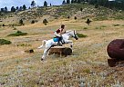 Andalusian - Horse for Sale in Laporte, CO 80535 Andalusian - Horse for Sale in Laporte, CO 80535