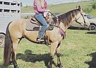 Quarter Horse - Horse for Sale in Chippewa, PA 15010