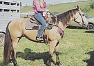 Quarter Horse - Horse for Sale in Chippewa, PA 15010 Quarter Horse - Horse for Sale in Chippewa, PA 15010
