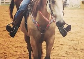 Quarter Horse (Quarter Horse, Stallion) in Chippewa, PA