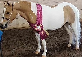 Miniature Horse (Miniature Horse, Gelding) in Burlington, WV