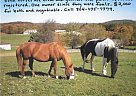 Paint Gelding for Sale in Bruceton Mills, West Virginia Paint Gelding