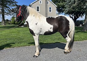 Gypsy Vanner