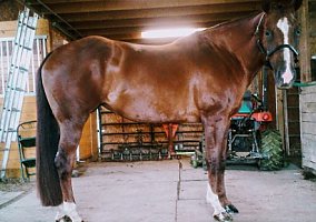 Appaloosa (Appaloosa, Mare) in Sullivan, OH
