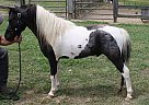 Beverly WHITENER - Stallion in Dalton, GA Beverly WHITENER - Stallion in Dalton, GA