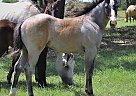 Pending - Stallion in Baird, TX Pending - Stallion in Baird, TX