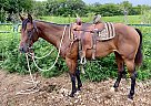 Quarter Horse - Horse for Sale in Fillmore, MO 64449 Quarter Horse - Horse for Sale in Fillmore, MO 64449