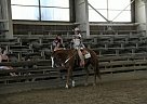 Quarter Horse - Horse for Sale in Bethany, CT 06524 Quarter Horse - Horse for Sale in Bethany, CT 06524