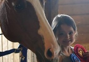 Quarter Horse (Quarter Horse, Gelding) in Bethany, CT