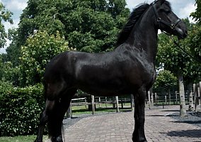 Friesian (Friesian, Mare) in Milwaukee, WI