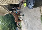 Penny - Mare in Saint Albans, WV Penny - Mare in Saint Albans, WV
