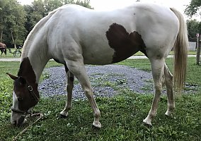 Paint - Horse for Sale in Ellwood City, PA 16117