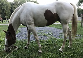 Paint - Horse for Sale in Ellwood City, PA 16117 Paint - Horse for Sale in Ellwood City, PA 16117