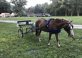 Paint (Paint, Mare) in Ellwood City, PA