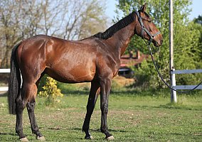 Kannadetto (Warmblood, Stallion)