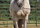 Nickel - Gelding in Santo, TX Nickel - Gelding in Santo, TX