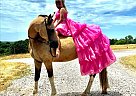 Missouri Fox Trotter - Horse for Sale in Seligman, MO 65745 Missouri Fox Trotter - Horse for Sale in Seligman, MO 65745