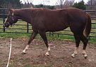 Quarter Horse - Horse for Sale in Factoryville, PA 18419
