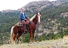 Missouri Fox Trotter - Horse for Sale in Laporte, CO 80535 Missouri Fox Trotter - Horse for Sale in Laporte, CO 80535