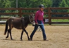 Mule (Mule, Gelding) in New plymouth, OH