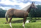 Missouri Fox Trotter - Horse for Sale in New London, IA 52645 Missouri Fox Trotter - Horse for Sale in New London, IA 52645
