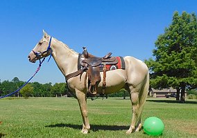 Quarter Horse - Horse for Sale in New Summerfield, TX 75780 Quarter Horse - Horse for Sale in New Summerfield, TX 75780