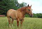 colonel - Gelding in Fillmore, MO colonel - Gelding in Fillmore, MO
