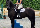 Friesian - Horse for Sale in Allentown, NJ 08501 Friesian - Horse for Sale in Allentown, NJ 08501