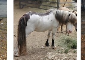 Miniature Horse (Miniature Horse, Gelding) in Bulverde, TX