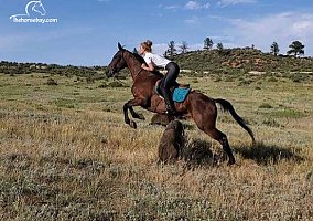Standardbred - Horse for Sale in Laporte, CO 80535 Standardbred - Horse for Sale in Laporte, CO 80535