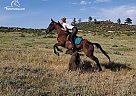 Standardbred - Horse for Sale in Laporte, CO 80535 Standardbred - Horse for Sale in Laporte, CO 80535