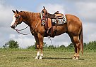 Paint - Horse for Sale in London, KY 40744 Paint - Horse for Sale in London, KY 40744