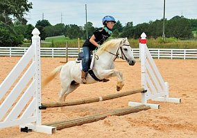 Welsh Pony and Cob (Welsh Pony and Cob, Mare) in Vonore, TN