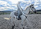 Registered QH Gelding Casper