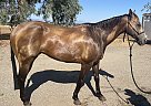 Quarter Horse - Horse for Sale in Red Bluff, CA 96080 Quarter Horse - Horse for Sale in Red Bluff, CA 96080