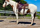 Paint - Horse for Sale in Walkerton, IN 46574