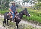 Oreo - Mare in Fort Collins, CO Oreo - Mare in Fort Collins, CO