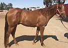 Sadie - Gelding in Brentwood, CA Sadie - Gelding in Brentwood, CA